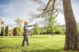 Tree and Shrub Care in Silverton, OR