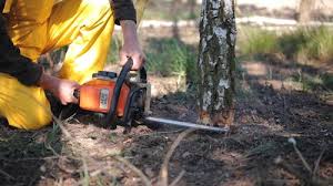 How Our Tree Care Process Works  in  Silverton, OR