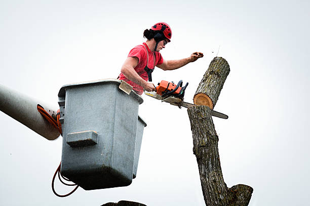 Best Seasonal Cleanup (Spring/Fall)  in Silverton, OR
