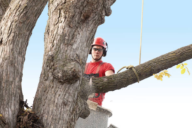 Best Hedge Trimming  in Silverton, OR